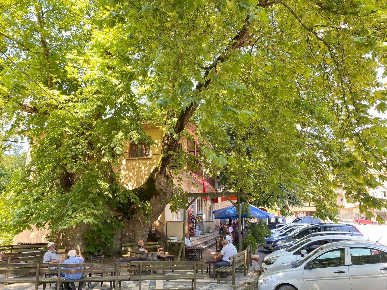 Tarihi Dokuzdeğirmen Çınar Ağacı