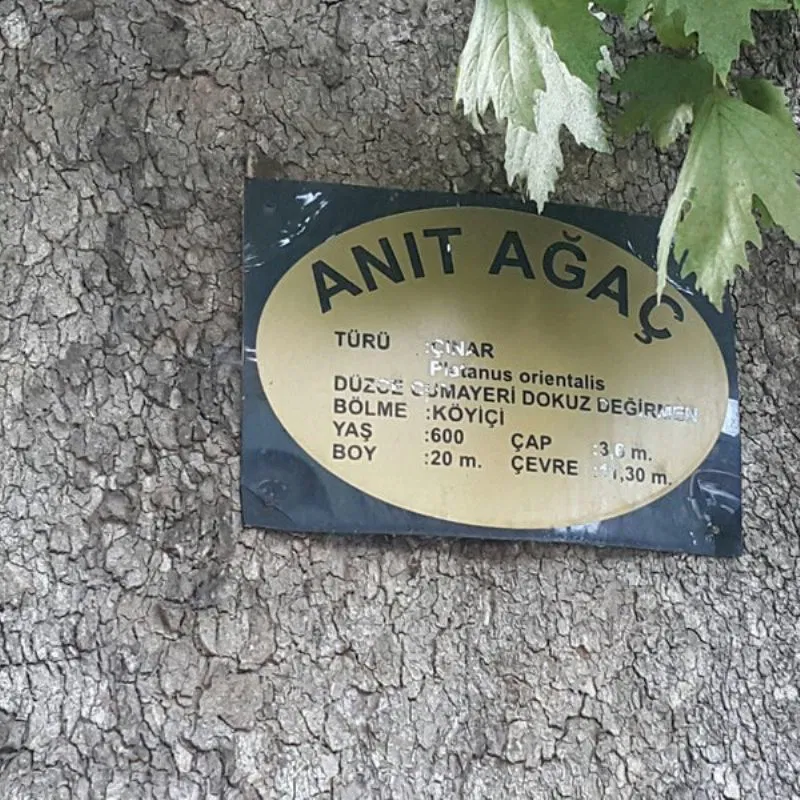 Tarihi Dokuzdeğirmen Çınar Ağacı