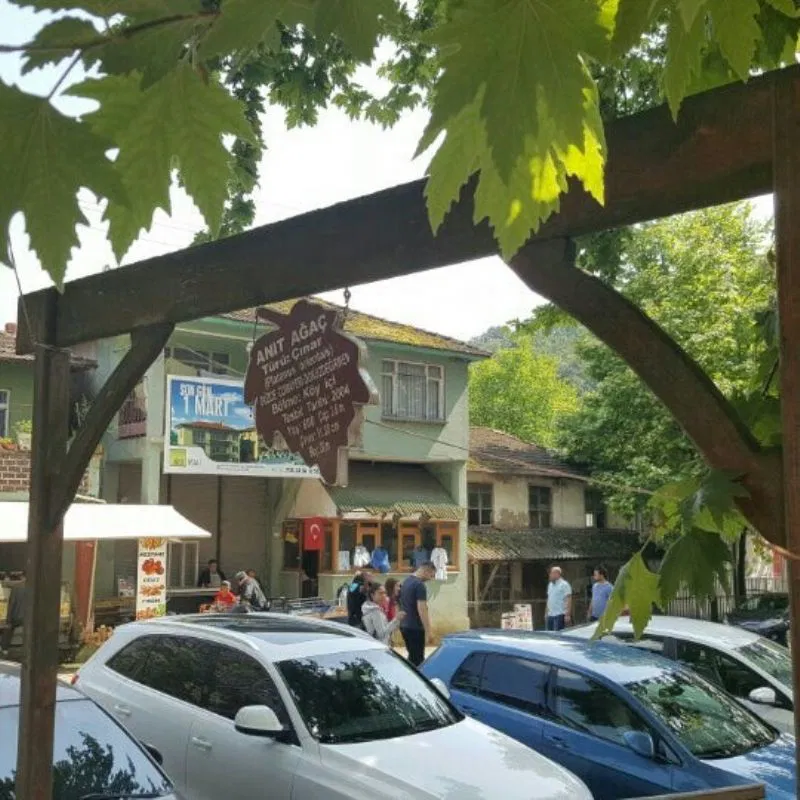 Tarihi Dokuzdeğirmen Çınar Ağacı